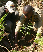Visit the Gorongosa Website Tree Planting at Gorongosa National Park - Copyright Gorongosa National Park