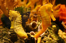 Spiny Seahorse - Picture courtesy of The Seahorse Trust
