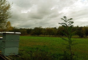 Overlooking a re-nature area of the TRUZ reserve with beehives